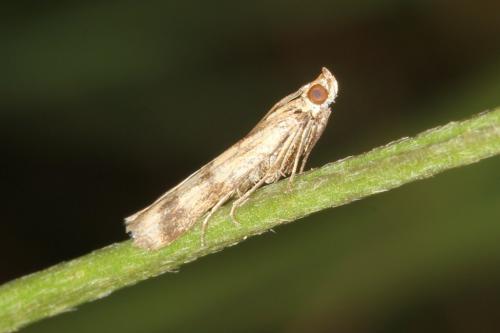 Homoeosoma sinuella