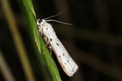 Myelois circumvoluta