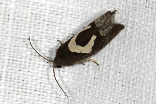 Epiblema foenella