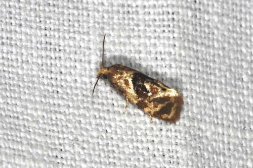 Réf. 104 893 : Gynnidomorpha sp.
