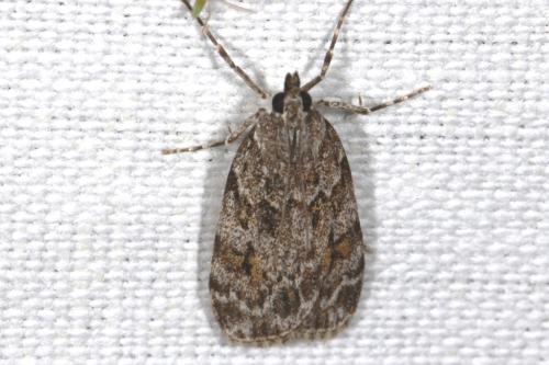 Réf. 104 895 : Scoparia basistrigalis