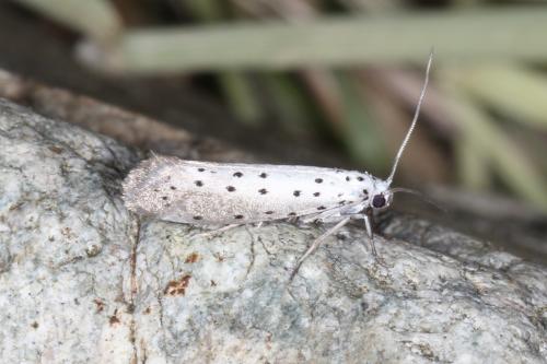 Réf. 104 981 : Yponomeuta sp.