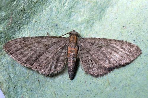 Réf. 104 566 : Eupithecia haworthiata