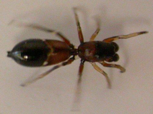 Leptorchestes sp.
