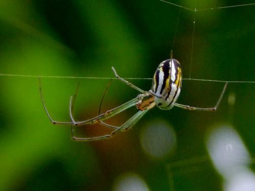 Leucauge argyra
