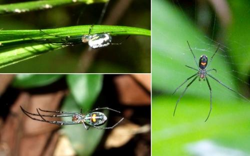 Leucauge sp.