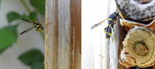 Réf. 104 461 : Leucospis dorsigera
