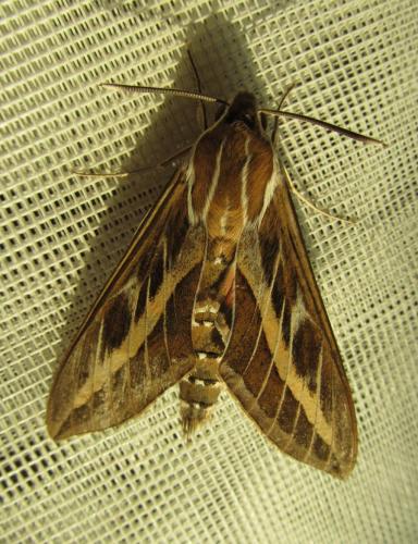 Hyles livornica