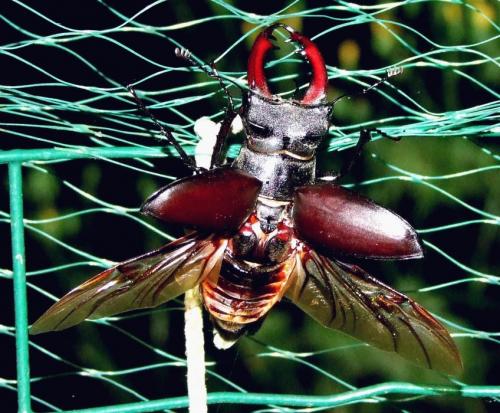 Lucanus cervus