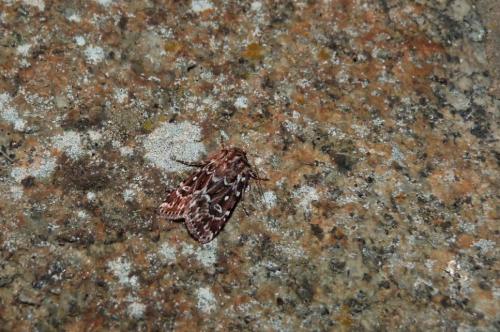 Réf. 104 868 : Lycophotia porphyrea