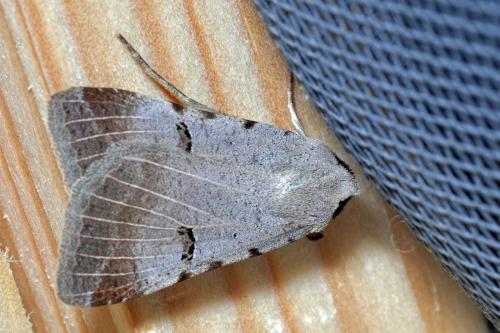 Lygephila craccae