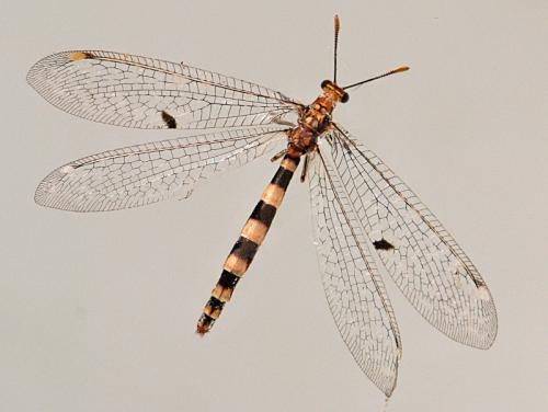 Réf. 104 733 : Megistopus flavicornis