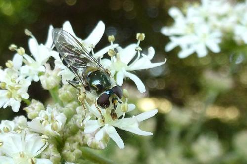 Réf. 104 368 : Melangyna umbellatarum