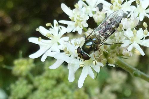 Réf. 104 369 : Melangyna umbellatarum