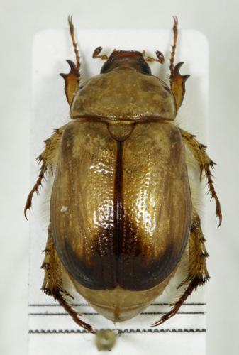 Réf. 104 223 : Hoplopus atriplicis