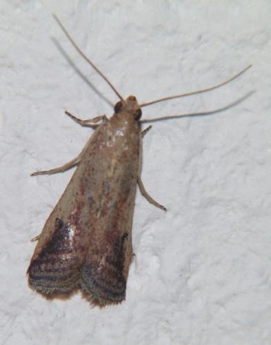Metallostichodes nigrocyanella