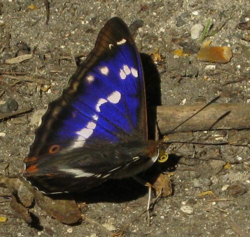 Apatura iris