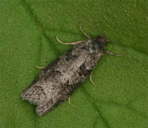 Réf. 104 280 : Cnephasia sp.