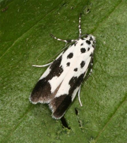 Ethmia quadrillella