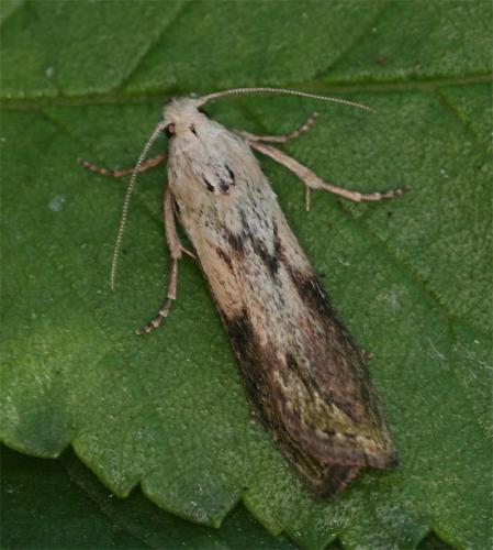 Réf. 104 447 : Aphomia sociella