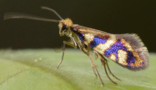 Réf. 104 176 : Micropterix schaefferi