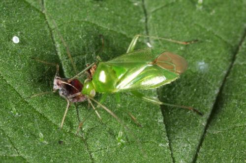Apolygus lucorum