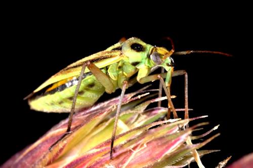 Stenotus binotatus