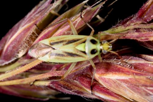 Stenotus binotatus