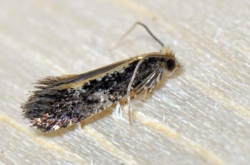 Monopis obviella
