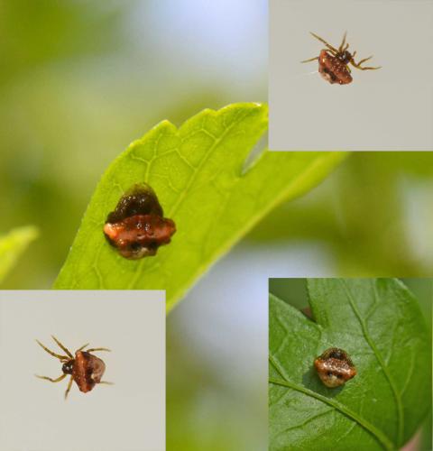 Cyrtarachne ixoides