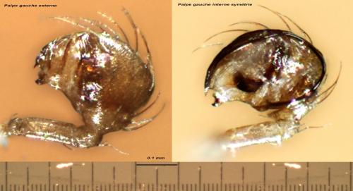 Réf. 104 880 : Synaphris saphrynis