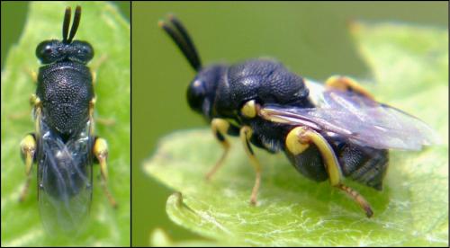 Brachymeria sp.