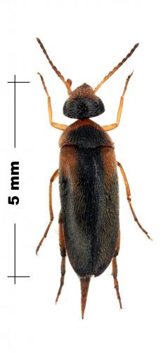 Réf. 104 760 : Mordellistena variegata