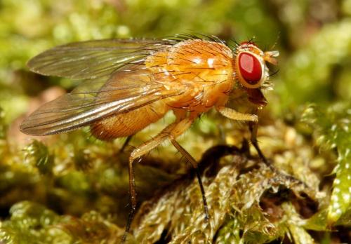 Réf. 104 253 : Phaonia pallida