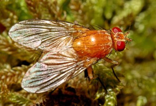 Réf. 104 316 : Phaonia pallida