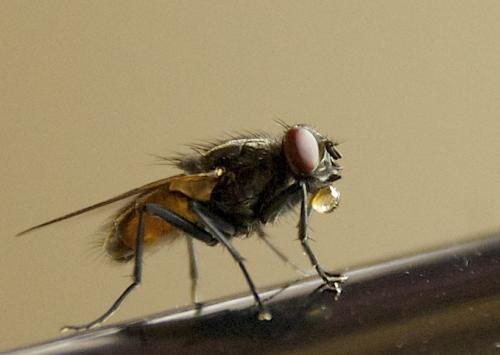 Réf. 104 234 : Musca domestica