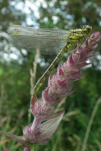 Réf. 104 115 : Gomphus sp.