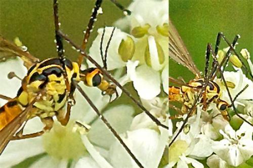 Nephrotoma flavescens