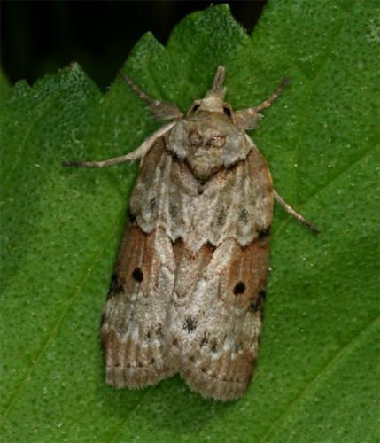 Réf. 104 124 : Nycteola sp.
