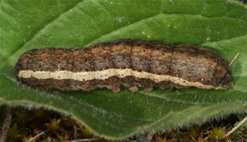 Eugnorisma glareosa