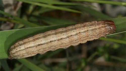 Mythimna sp.