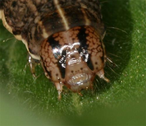 Eugnorisma glareosa