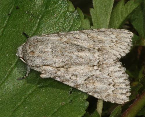Réf. 104 483 : Acronicta aceris