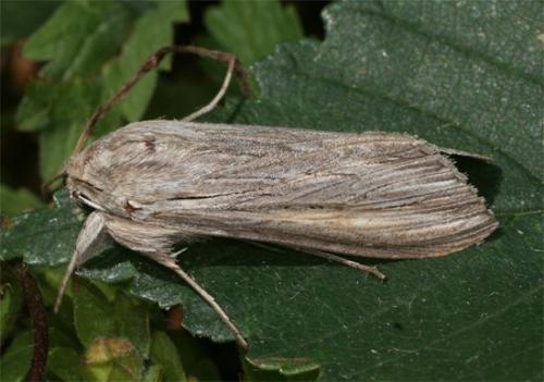 Cucullia umbratica