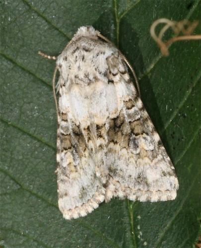 Réf. 104 876 : Hecatera bicolorata