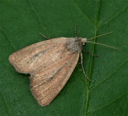 Coenobia rufa