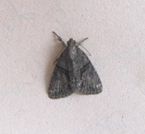 Réf. 104 747 : Cryphia ochsi