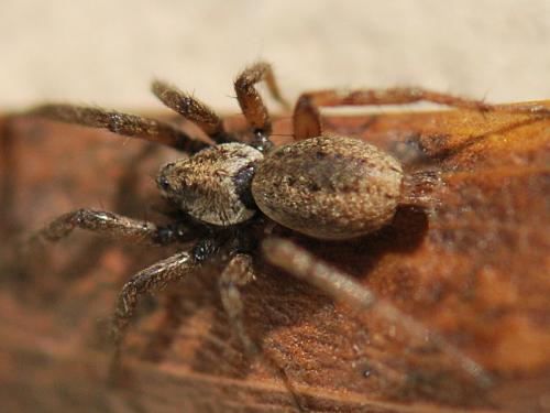 Réf. 104 973 : Nomisia exornata
