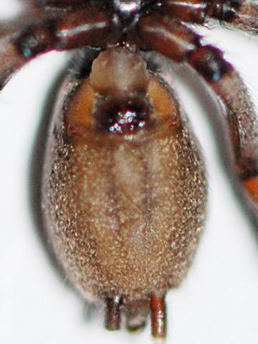Réf. 104 974 : Nomisia exornata