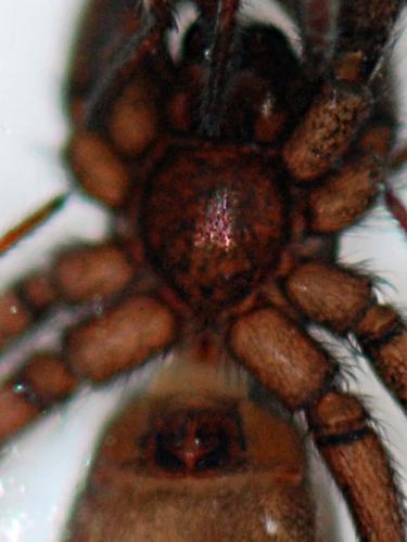 Réf. 104 992 : Nomisia exornata